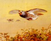 English Partridge In Flight - 阿奇博尔德·索伯恩